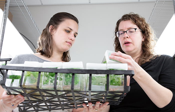 Student working in a plant lab